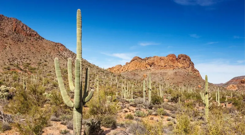 Saguaro cacti and desert mountains along the Apache Trail
